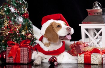 Melbourne's Oldest & Trusted Pet Boarding Kennels - Rilten Kennels