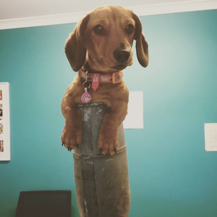 Melbourne's Oldest & Trusted Pet Boarding Kennels - Rilten Kennels
