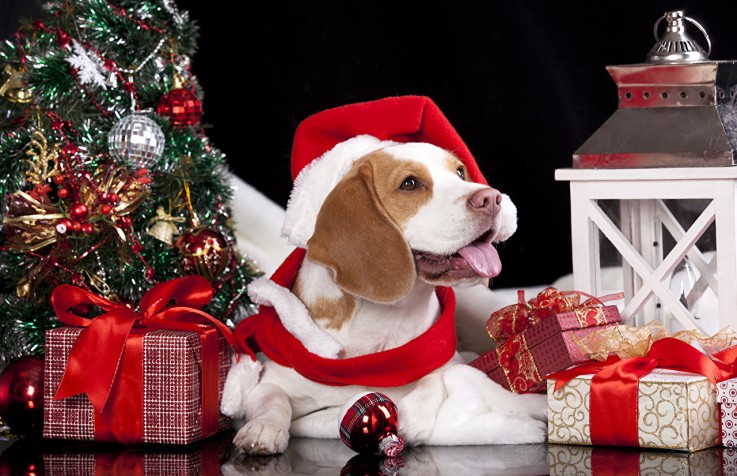 Melbourne's Oldest & Trusted Pet Boarding Kennels - Rilten Kennels