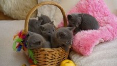 Gorgeous pedigree blue russian kittens r