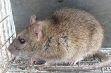 Pest Control Darling Point