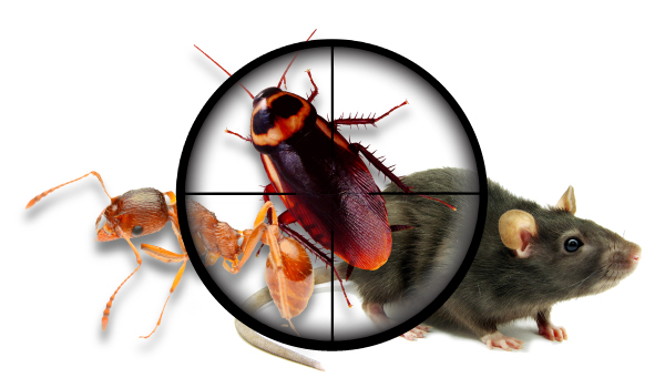 Pest Control Upwey
