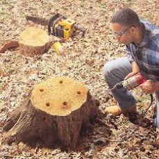 Tree Stump Removal Sydney | The Tree Doctor
