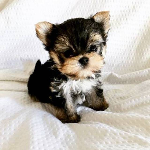 Two Yorkie Puppies For Sale