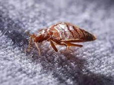 Pest Control Kogarah