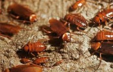 Pest Control Kogarah