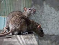 Pest Control Kogarah