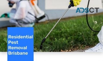 Pest Control Brisbane