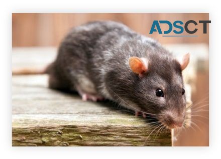 Pest Control Brisbane