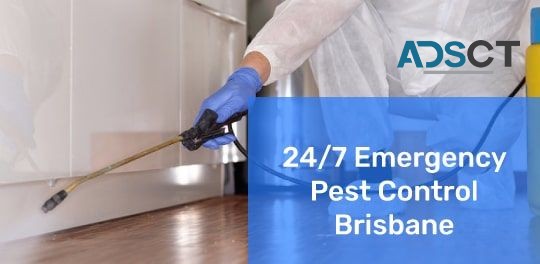 Pest Control Brisbane