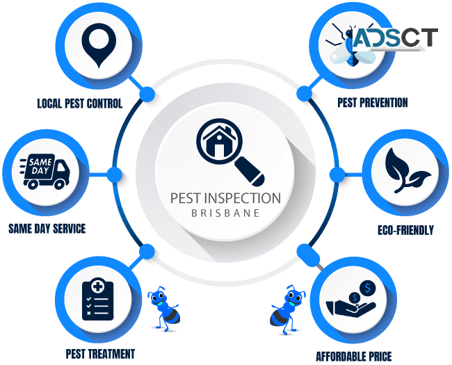 Pest Control Brisbane