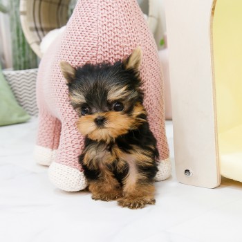 Yorkie Puppies Ready for a New Home