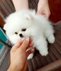 cute Teacup Pomeranian puppies for sale 