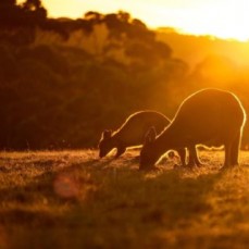 Kangaroo island accommodation