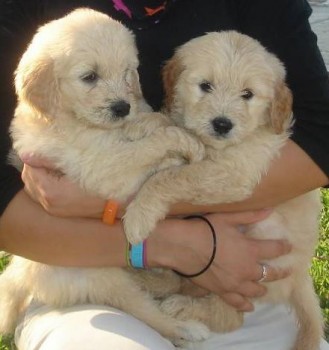 Goldendoodle puppies For Sale