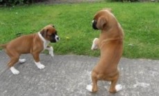 Two Friendly Boxer Puppies For Sale