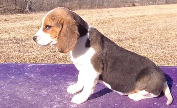 Beautiful Beagle Puppies For Sale