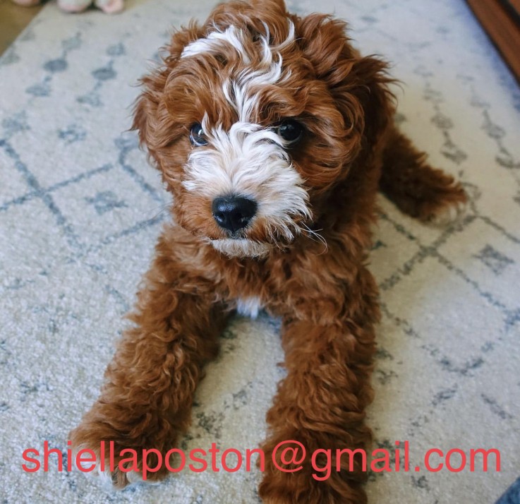 Adorable Male and Female Cavapoo puppies