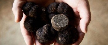 Buy Fresh Black Truffles Online