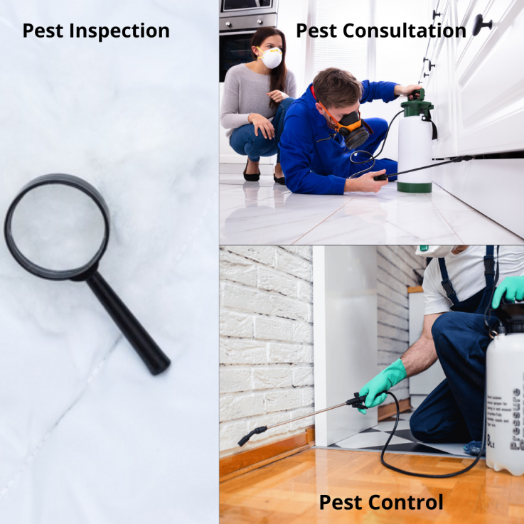 Local Pest Control Services in Mount Barker