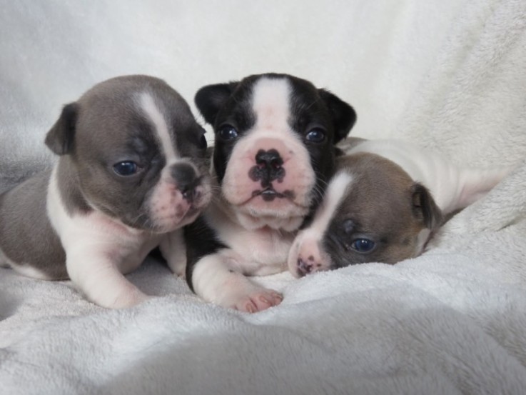 Adorable french bulldog puppies are read