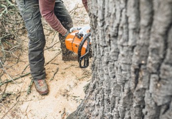 Reliable Tree Stump and Root Removal in Clayton - Stump Removal Malvern