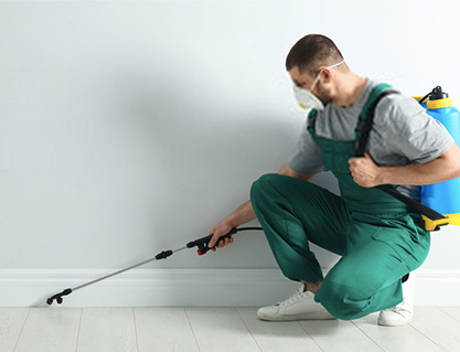 Pest Control In Belgrave Heights
