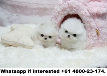 t-cup pomeranian puppies for sale