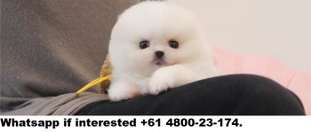 t-cup Pomeranian puppies For Sale