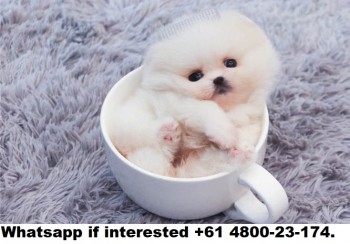 T-cup pomeranian puppies for sale