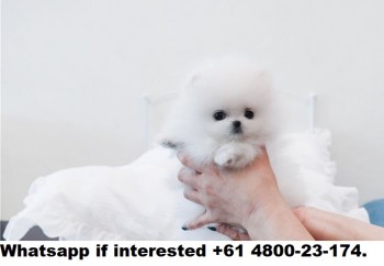 t-cup pomeranian puppies for sale