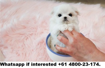 Adorable Maltese Puppies for Sale