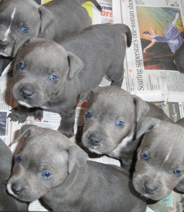 Purebred blue english staffy pup's