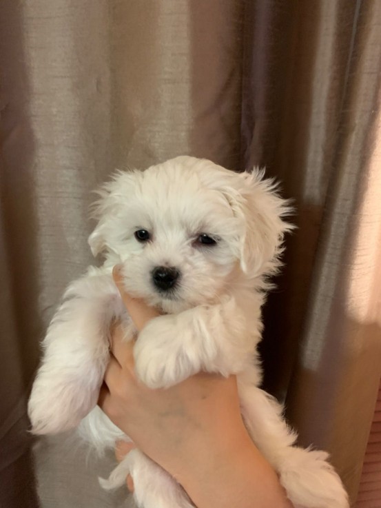 Adopt A Maltese Puppy