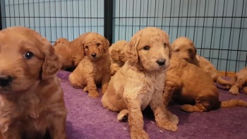 For Seling cavoodles available