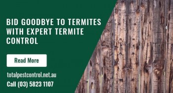 10 Facts About Fleas You Need to Know Urgently