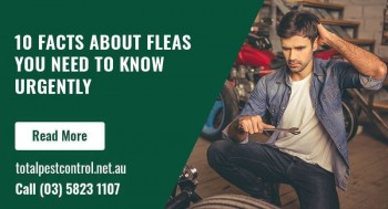10 Facts About Fleas You Need to Know Urgently