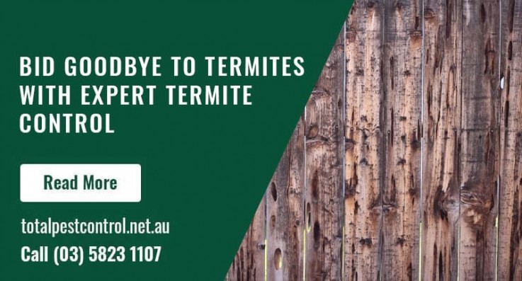 10 Facts About Fleas You Need to Know Urgently