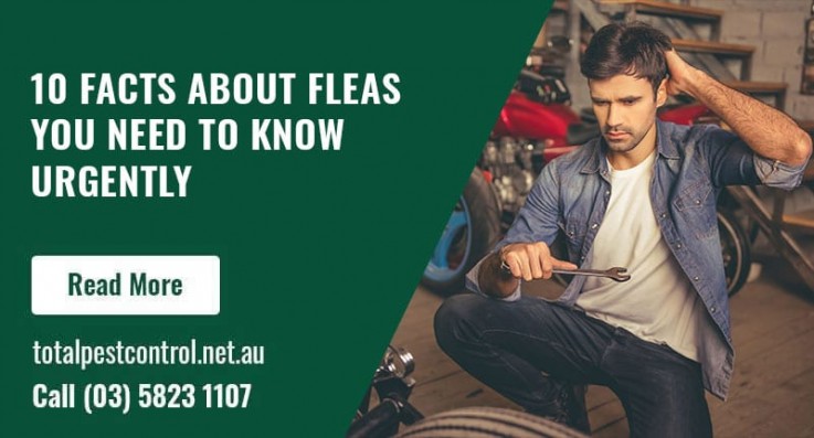 10 Facts About Fleas You Need to Know Urgently