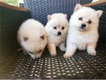 Teacup Pomeranian Puppies for Adoption i