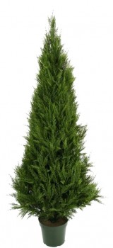 UV Resistant Cypress Pine Tree 1.8m