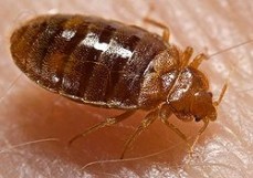 Bed Bug Control Braddon