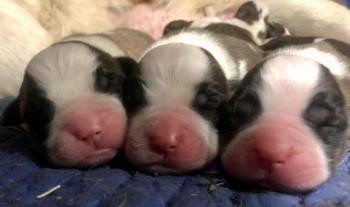 Saint Bernard Puppies