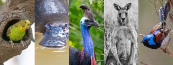 Bird, Wildlife & Cultural Tours - New Caledonia