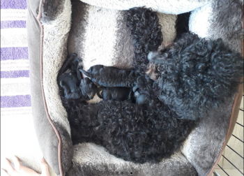 TOY  POODLE  PUPPIES AVAILABLE