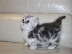 MUNCHKIN KITTENS ARE AVAILABLE