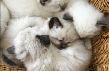 PEDIGREE RAGDOLL KITTENS ARE AVAILABLE