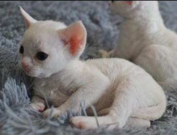 DEVON REX KITTENS ARE READY FOR NEW HOME