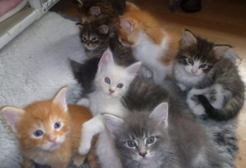PEDIGREE MAINE COON KITTENS ARE FOR SALE