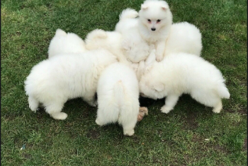 JAPANESE SPITZ PUPPIES FOR SALE NOW